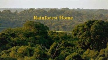 Rainforest Home 2020 (2020)