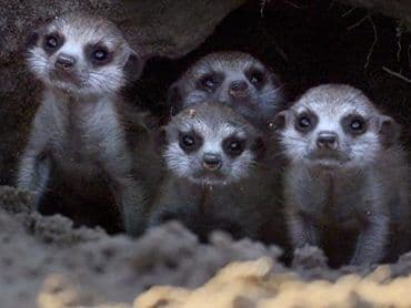 Meet the Meerkats 2020
