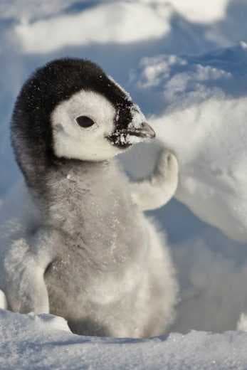 Snow Chick A Penguin’s Tale 2015 (2015)