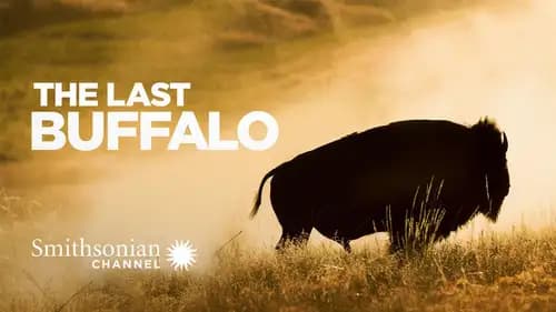 The Last Buffalo (2017)
