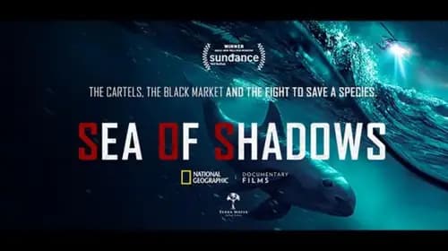 Sea of Shadows (2019)
