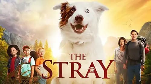 The Stray (2017)