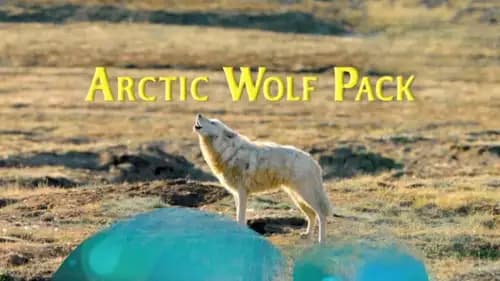 PBS Nature Arctic Wolf Pack (2018)